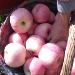 沂源红苹果网上可以查看