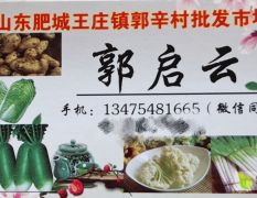 山东肥城北京三号半毛菜大量走货供应中