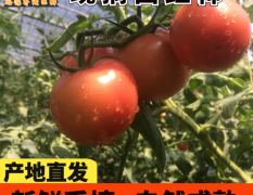临淄西红柿大量有货价格0.6-1.1代收费5分