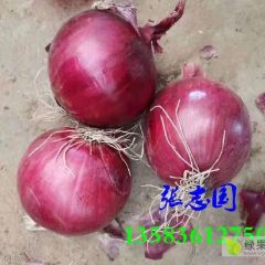 大量出售内蒙红葱，各种规格都有