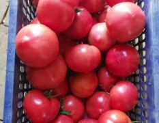 自家种的西红柿，纯天然无添加无公害。