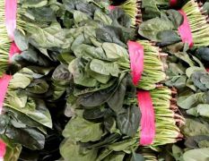 2021东昌府本市场主要菠菜，芹菜，甘蓝香菜，白菜，白萝卜，大量共应