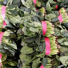 2021东昌府本市场主要菠菜,芹菜,甘蓝香菜,白菜,白萝卜,大量共应