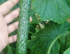 大量供应优质黄瓜