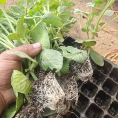 济南洪涛种苗基地大量供应优质健壮西瓜苗，甜瓜苗。