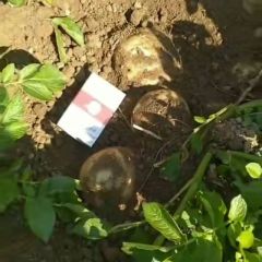 德宏土豆要上市了