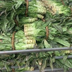 大量供应紫叶香莴苣，质优价廉，欢迎前来收购