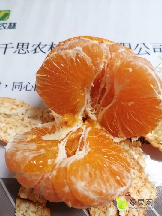 甘平柑橘行情 甘平树苗种植 甘平杂柑比红美人柑橘晚成熟