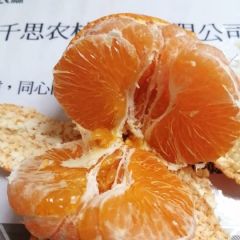 甘平柑橘行情 甘平树苗种植 甘平杂柑比红美人柑橘晚成熟