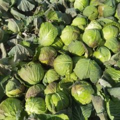 河南省邓州市，甘蓝基地继续供应！