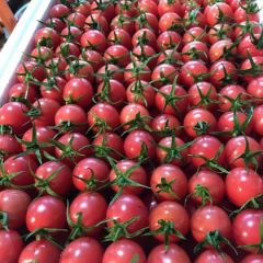 莘县大量供应圣女果千禧贝贝。