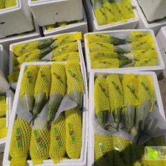 山东羊角蜜甜瓜产地批发