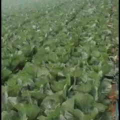 甘蓝基地包菜基地