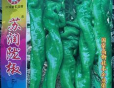 陇椒种子长度30－35厘米，粗4厘米油绿色