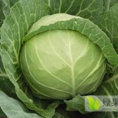 寿光祥佳果蔬合作社出售大量精品甘蓝、丝瓜
