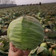 新野县甘蓝现己大量上市