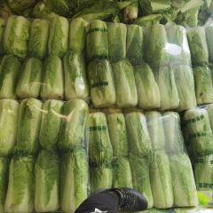 专业供应 大白菜 唐山滦南地窖三号大白菜