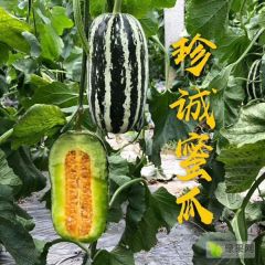 山东潍坊博洋9甜瓜产地羊角蜜甜瓜产地批发