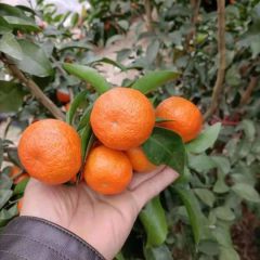 桂林永福砂糖橘15977088582