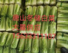 河北唐山玉田县绿储3号大白菜，适合出口，加工厂，超市，大量供应