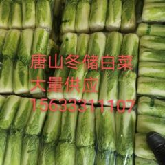 河北唐山玉田县绿储3号大白菜，适合出口，加工厂，超市，大量供应