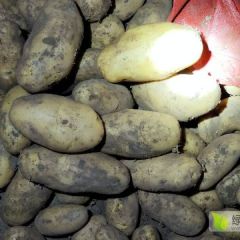 沽源县精品希森土豆，张小云