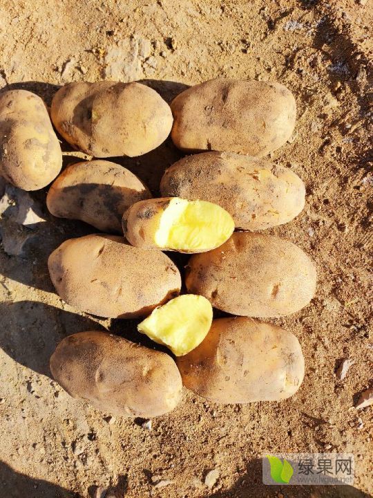 供应沽源县精品土豆大量出库走货中黄金薯土豆