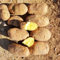 沽源县精品土豆大量出库走货中，黄金薯土豆，