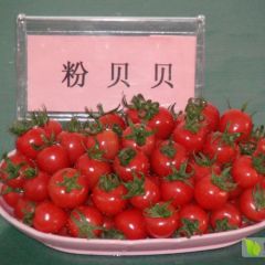 供应山东省莘县圣女果千禧果粉贝贝