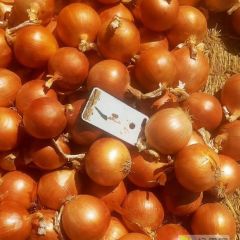 甘肃精品黄葱出售