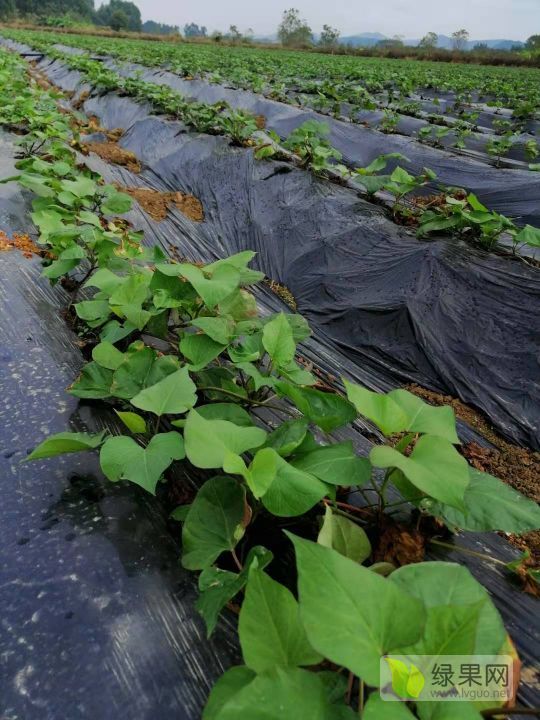 2021年广东惠城心香红薯苗价格