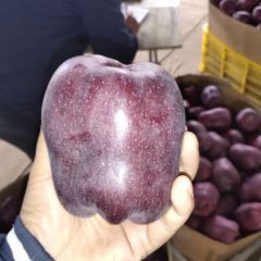 山西临猗县冷库花牛苹果大量出库中。