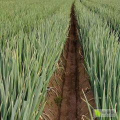 祥符区大葱，有需要联系，马上开始销售