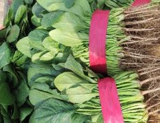 河南滑县蔬菜产地直供菠菜，代发全国18624889706