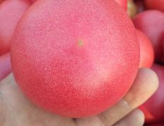 河南滑县，硬粉西红柿，万亩蔬菜基地直供