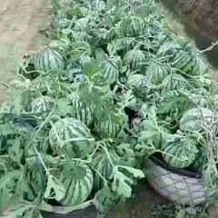 夏邑县8424西瓜和美都五一大量上市