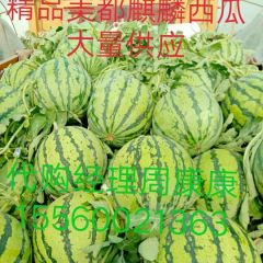 河南商丘夏邑西瓜基地最大种植供应