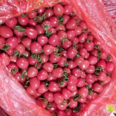 山东莘县圣女果大量上市