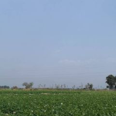 云南德宏新上市的云南丽薯六号