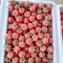 圣女果大棚种植新鲜采摘贝贝果小番茄