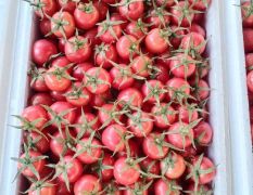 圣女果大棚种植新鲜采摘贝贝果小番茄