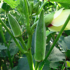 山东莱阳卡力巴黄秋葵种子，速冻加工品种