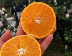 千思农林供应适合湖北种植发展1年生红美人柑橘苗