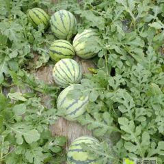 供应8424西瓜，辣椒