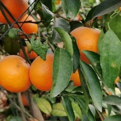 大量供应广西南宁沃柑