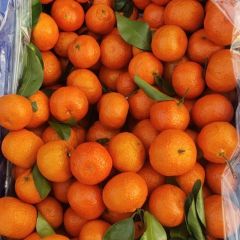 广西砂糖橘 物美价廉 4.2起发