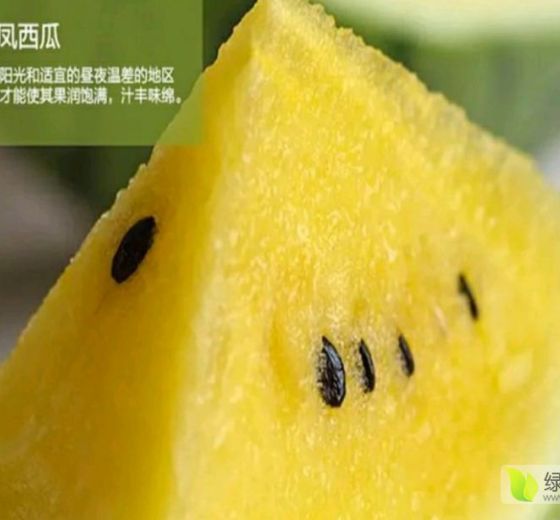 2021年江苏东台特小凤价格