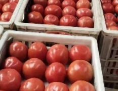 硬粉西红柿大量上市