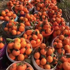 广西崇左市江州区基地沃柑上市了