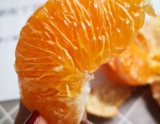甘平柑橘种植基地 晚熟杂柑甘平比明日见柑橘个头大